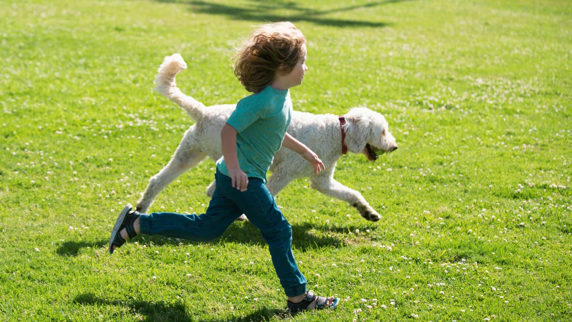 Wdo inspections banner