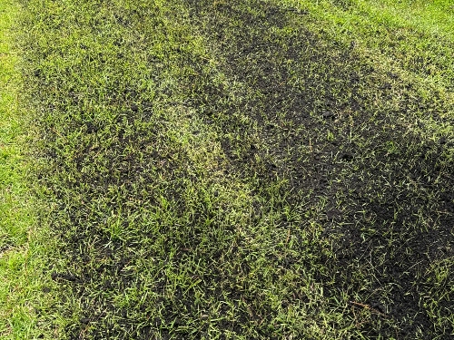 Compost & Sand Top Dressing