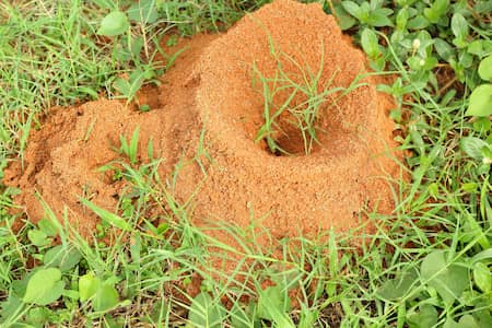 Fire Ant Control