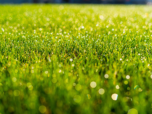 Lawn Fungus Treatments