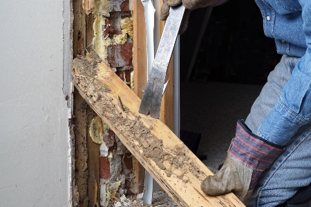 WDO Termite Repairs
